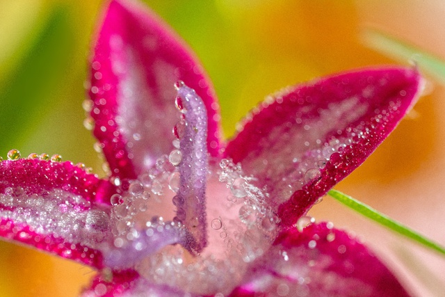 Sony ra mắt ống kính FE 100mm F2.8 Macro GM OSS- Ảnh 3. Sony ra mắt ống kính FE 100mm F2.8 Macro GM OSS- Ảnh 3.