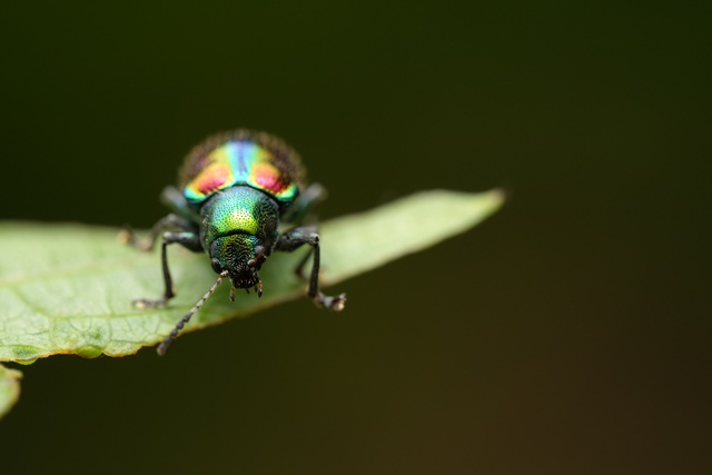 Sony ra mắt ống kính FE 100mm F2.8 Macro GM OSS- Ảnh 4. Sony ra mắt ống kính FE 100mm F2.8 Macro GM OSS- Ảnh 4.