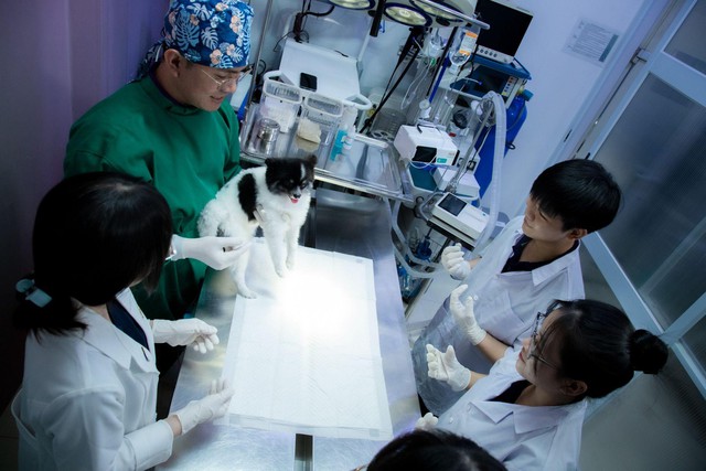 Bệnh viện thú ý Dr Trịnh - Chuẩn mực quốc tế trong chăm sóc thú cưng tại Việt Nam- Ảnh 1.