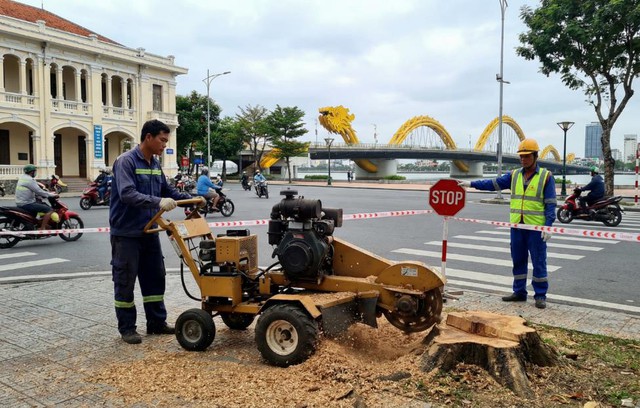 Dịch vụ cắt tỉa c&acirc;y xanh Đ&agrave; Nẵng VerdantDN - Khi chặt c&acirc;y được bảo hiểm v&agrave; bồi thường - Ảnh 1.
