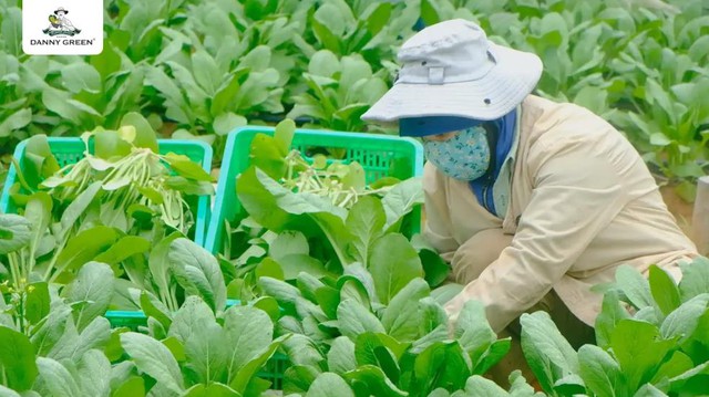 DannyGreen mở rộng quy mô cung ứng cho thị trường rau hữu cơ - Ảnh 1.