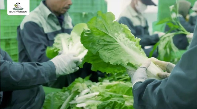 DannyGreen mở rộng quy mô cung ứng cho thị trường rau hữu cơ - Ảnh 2.