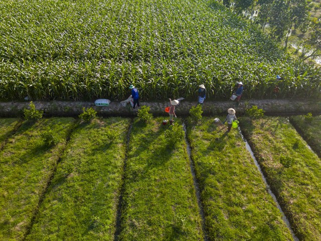 Chuỗi 6.000 hộ, 10.000 ha vùng nguyên liệu: Nỗ lực của Antesco nâng sinh kế nông dân - Ảnh 1.