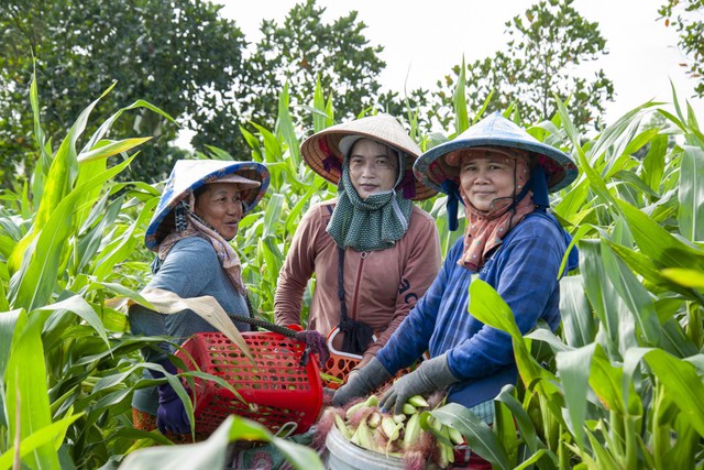 Chuỗi 6.000 hộ, 10.000 ha vùng nguyên liệu: Nỗ lực của Antesco nâng sinh kế nông dân - Ảnh 2.