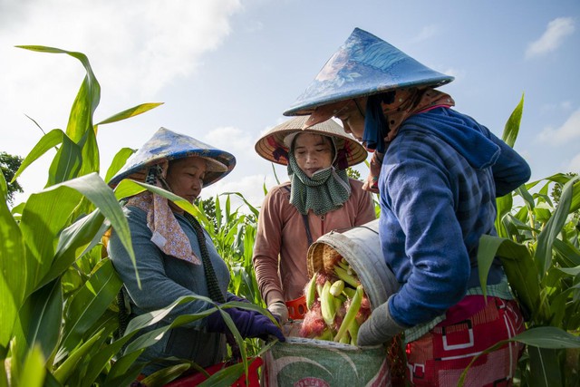 Chuỗi 6.000 hộ, 10.000 ha vùng nguyên liệu: Nỗ lực của Antesco nâng sinh kế nông dân - Ảnh 3.