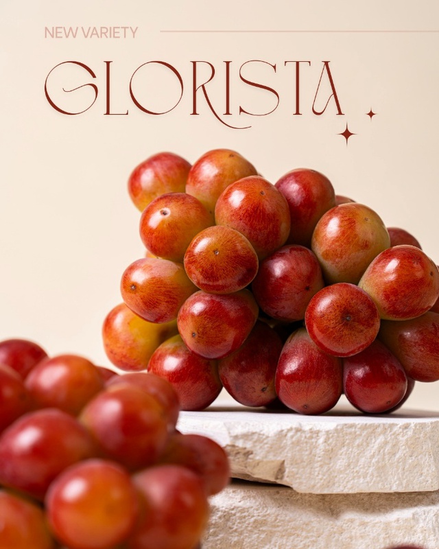 aT Center – Vietnam Airlines hợp tác quảng bá nho Hàn Quốc trên các chuyến bay quốc tế- Ảnh 2.