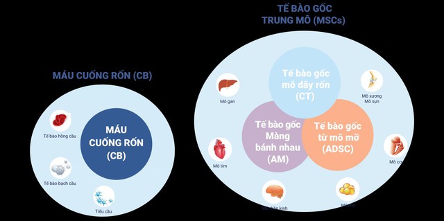 Lưu trữ tế bào gốc chuẩn AABB tại Cryoviva: Chuẩn quốc tế, chi phí Việt - Ảnh 4.