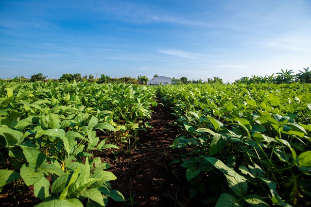 Luân canh đậu nành – Giải pháp 3 trong 1 cho sản xuất nông nghiệp bền vững - Ảnh 1.