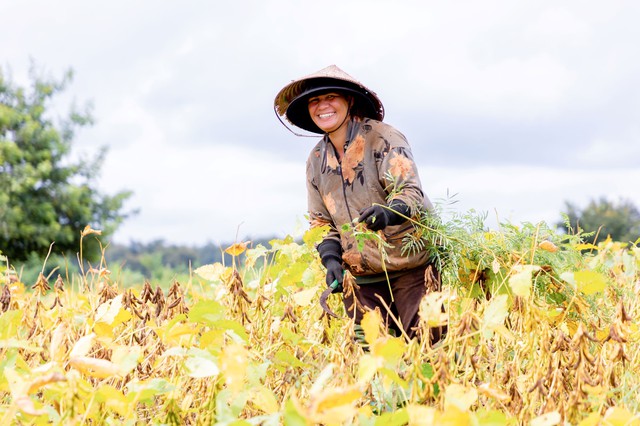 Luân canh đậu nành – Giải pháp 3 trong 1 cho sản xuất nông nghiệp bền vững - Ảnh 2.