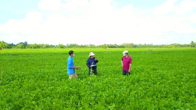Luân canh đậu nành – Giải pháp 3 trong 1 cho sản xuất nông nghiệp bền vững - Ảnh 3.