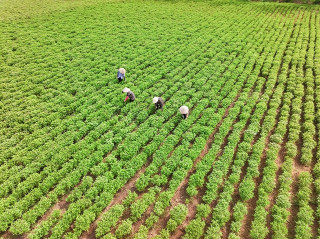 AIG trao 330 suất Học bổng Cánh Diều Á Châu trị giá hơn 1,2 tỷ đồng- Ảnh 2.