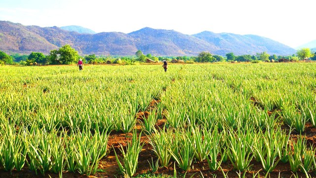 AIG đầu tư chiến lược vào GC Food thúc đẩy tiềm năng xuất khẩu nông sản Việt- Ảnh 4.