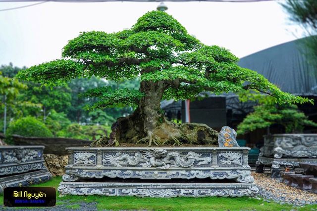 Bill Nguyễn Bonsai Garden – Nối dài di sản cây Việt trường tồn- Ảnh 3. Bill Nguyễn Bonsai Garden – Nối dài di sản cây Việt trường tồn- Ảnh 3.