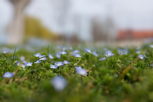 Sony ra mắt máy ảnh compact đỉnh cao RX1R III với cảm biến full-frame 61MP và bộ xử lý AI - Ảnh 1.