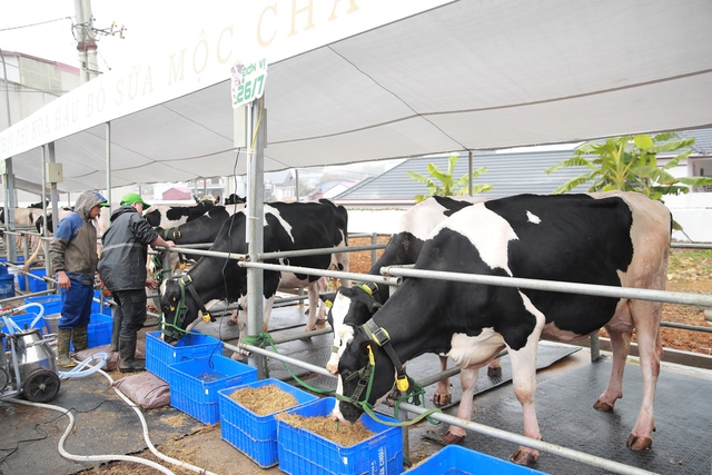 Di sản văn hóa từ thảo nguyên: Hội thi Hoa hậu Bò sữa Mộc Châu trở lại- Ảnh 3.