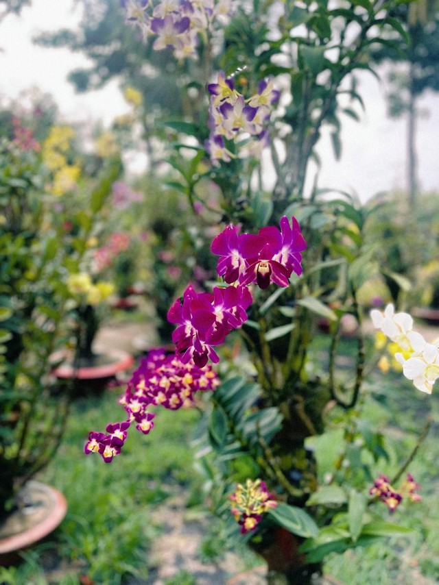 Tết xưa Trà Sư- Ảnh 2.