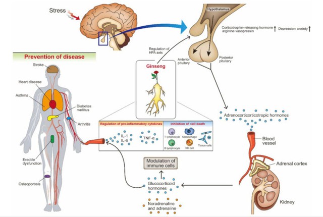 Củ sâm to chưa chắc đã quý: nhiều người đang hiểu sai giá trị thật của nhân sâm - Ảnh 1.