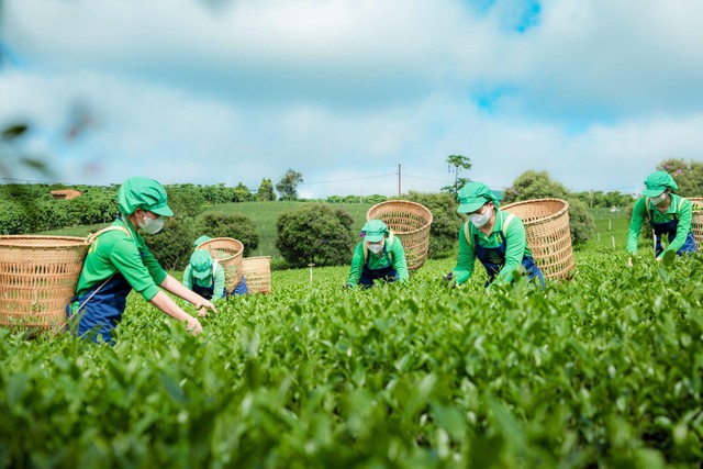 Trà Phú Sỹ và hành trình đưa hương trà truyền thống đến với người trẻ - Ảnh 1.