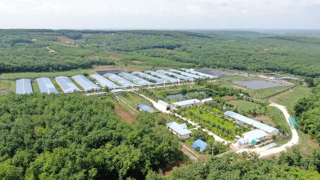 C.P. Việt Nam gợi mở hướng giảm phụ thuộc kháng sinh trong chăn nuôi heo - Ảnh 3.