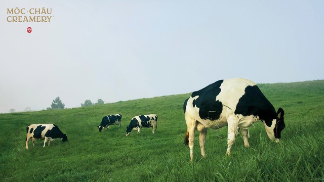 Bật tách vị nhiệt đới cùng Mộc Châu Creamery với bộ đôi sữa chua ăn Thạch pha lê- Ảnh 1.