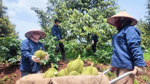 IPO HGI đạt số lượng đặt mua 100%, công ty của Bầu Đức thu hút nhà đầu tư- Ảnh 2.