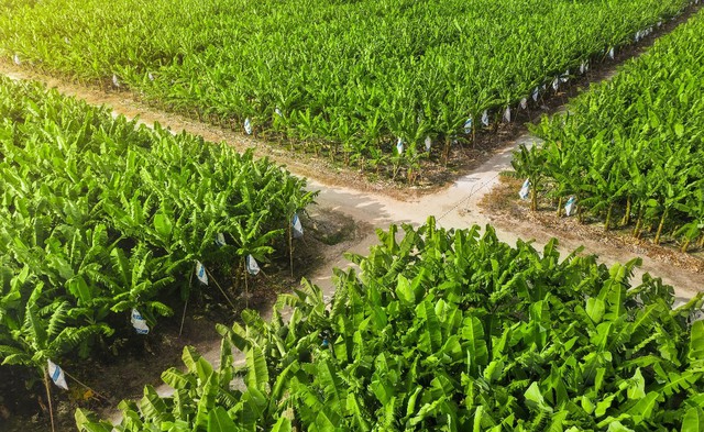 AgriS (SBT) vượt kế hoạch doanh thu, tăng tốc mở rộng hệ sinh thái nông nghiệp – thực phẩm‏- Ảnh 2.