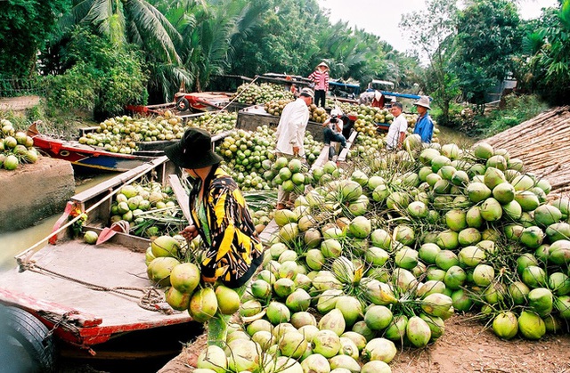 Thương hiệu mỹ phẩm Việt hứa hẹn sẽ cải thiện đáng kể cuộc sống của người nông dân trồng dừa - Ảnh 2. Thương hiệu mỹ phẩm Việt hứa hẹn sẽ cải thiện đáng kể cuộc sống của người nông dân trồng dừa - Ảnh 2.