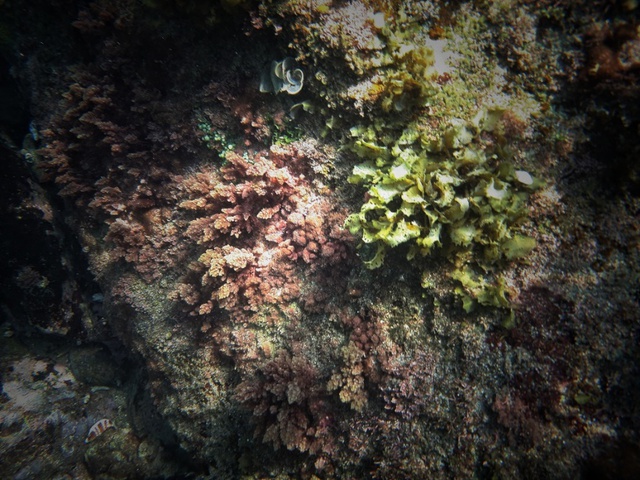 Thăm thú thiên đường san hô tuyệt đẹp cùng Galaxy A 2017 - Ảnh 2.