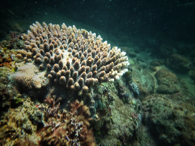 Thăm thú thiên đường san hô tuyệt đẹp cùng Galaxy A 2017 - Ảnh 5.