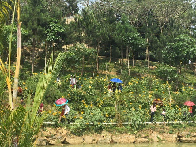 &Ugrave;n &ugrave;n kh&aacute;ch đến lễ hội Hoa Hướng dương ở c&ocirc;ng vi&ecirc;n mới tỉnh H&ograve;a B&igrave;nh - Ảnh 2.