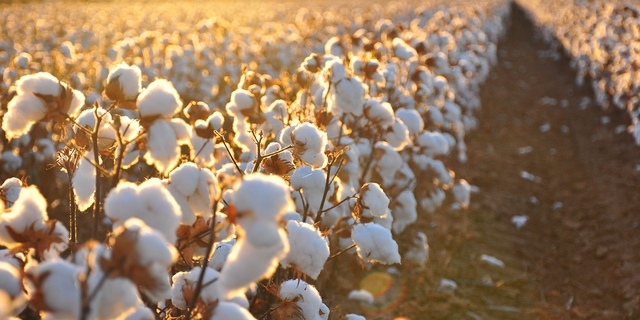 Chất liệu cotton dự đoán sẽ “lên ngôi” trong các BST hè 2017 - Ảnh 6.