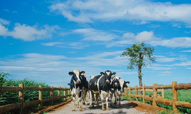 Vinamilk v&agrave;o Top 10 doanh nghiệp xuất sắc nhất Ch&acirc;u &Aacute; - Ảnh 3.