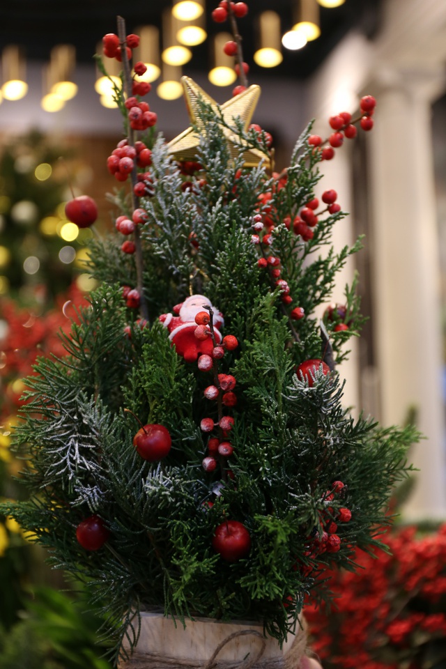 Dễ dàng sở hữu cây thông thật 100% trang trí mùa Noel ở Sài Gòn - Ảnh 2.