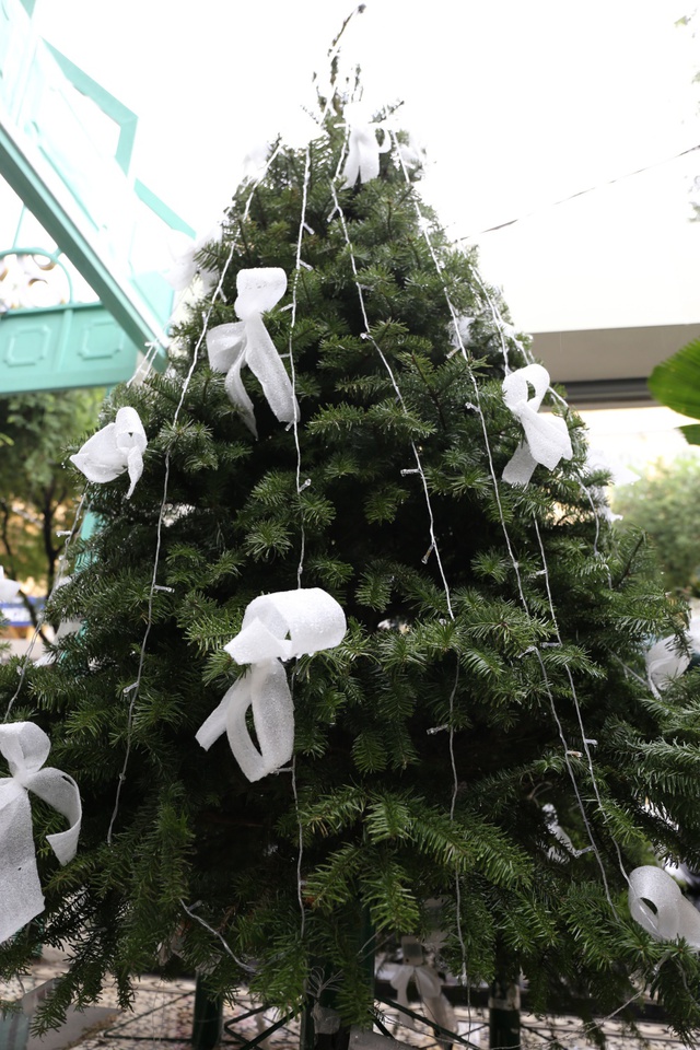Dễ dàng sở hữu cây thông thật 100% trang trí mùa Noel ở Sài Gòn - Ảnh 8.