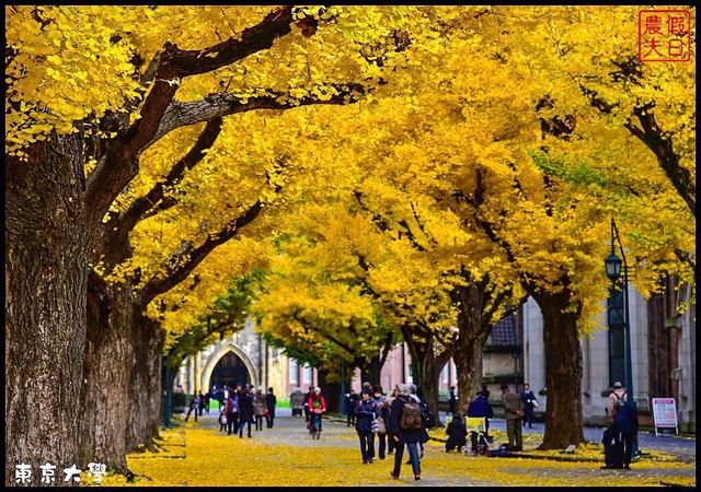 Kỳ thi Du học Nhật Bản đợt 1 năm 2018 v&agrave; học bổng của tổ chức Jasso - Ảnh 2.