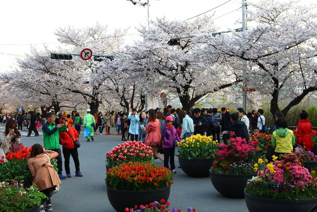 Rộn ràng mùa lễ hội hoa Hàn Quốc - Ảnh 5.