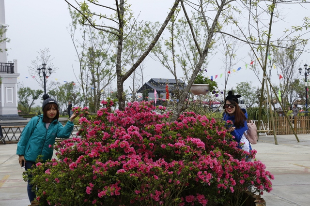 Muôn sắc hoa đỗ quyên bừng lên rực rỡ tại Sun World Fansipan Legend tháng 4 này - Ảnh 5.