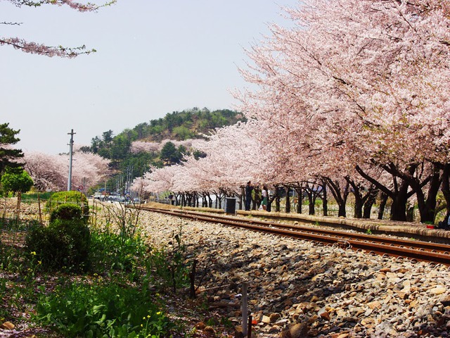 Đến xứ Hàn, đừng quên mục sở thị những thiên đường hoa anh đào tuyệt đẹp này - Ảnh 2.