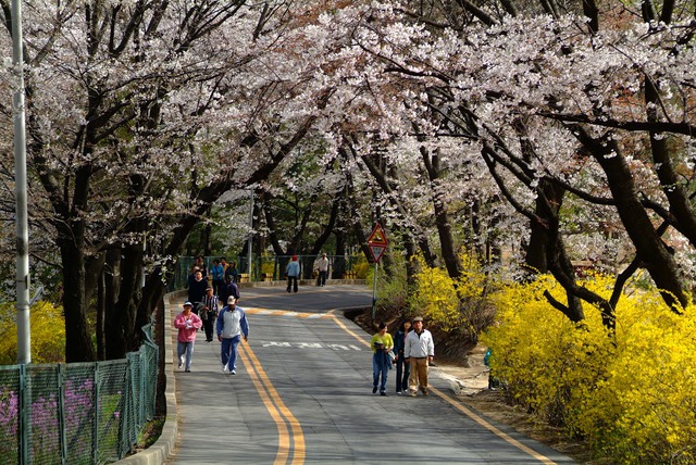 Đến xứ Hàn, đừng quên mục sở thị những thiên đường hoa anh đào tuyệt đẹp này - Ảnh 8.