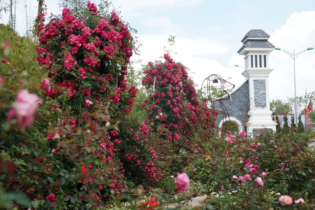 Vườn hồng khủng tại Fansipan đốn tim du khách - Ảnh 1.