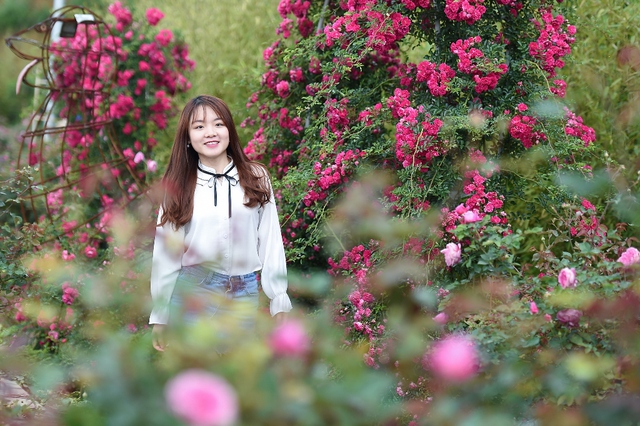 Vườn hồng khủng tại Fansipan đốn tim du khách - Ảnh 3.