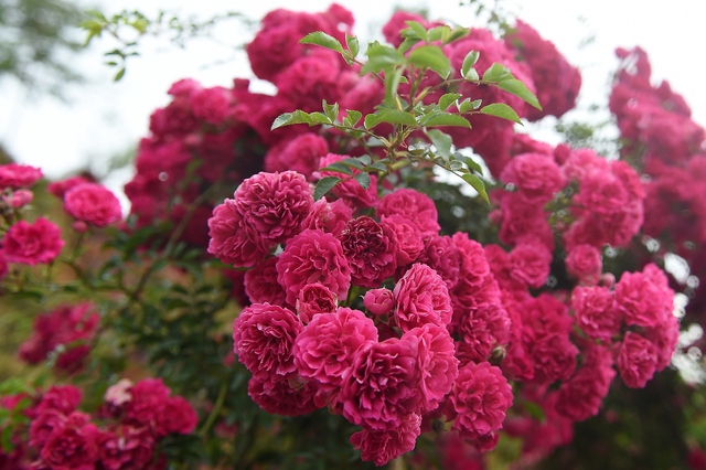 Vườn hồng khủng tại Fansipan đốn tim du khách - Ảnh 5.