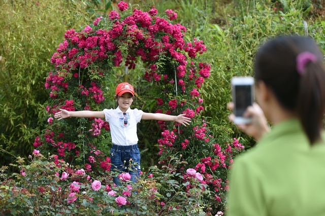 Vườn hồng khủng tại Fansipan đốn tim du khách - Ảnh 6.