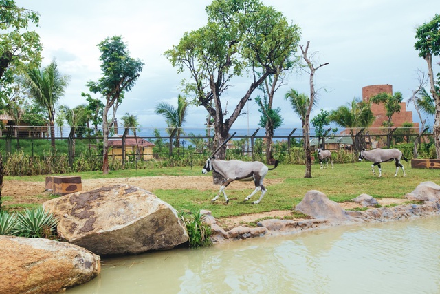 Một v&ograve;ng kh&aacute;m ph&aacute; River Safari - C&ocirc;ng vi&ecirc;n bảo tồn động vật hoang d&atilde; tr&ecirc;n s&ocirc;ng tại Hội An - Ảnh 1.