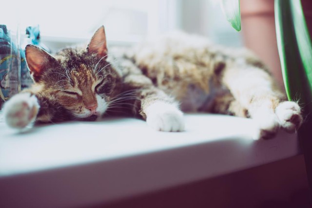 4 kiểu &ldquo;n&agrave;ng m&egrave;o&rdquo; trong những ng&agrave;y ấy, bạn giống kiểu n&agrave;o? - Ảnh 2.