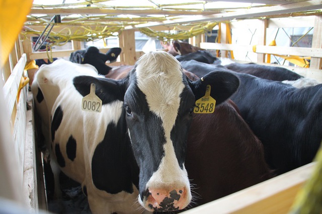 200 cô bò sữa hữu cơ “cưỡi” máy bay từ Úc về Việt Nam - Ảnh 4.