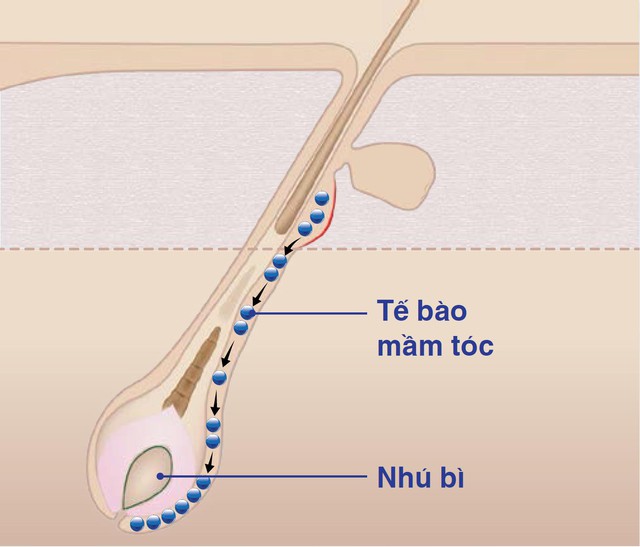 Mối liên quan bất ngờ giữa tế bào mầm tóc và “bản lĩnh” của các chàng - Ảnh 3.