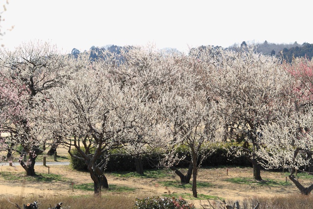 Theo dấu hoa anh đ&agrave;o Nhật Bản chỉ từ 23 triệu tại ng&agrave;y hội Fukushima - Ảnh 3.
