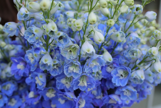 6 lý do khiến giới trẻ yêu hoa không thể không check-in Triển lãm hoa Nhật Bản cuối tuần này - Ảnh 9.
