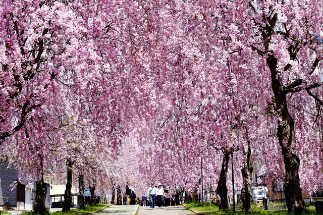 Rủ nhau “lạc” giữa ngàn hoa trên “cung đường kim cương” Nhật Bản - Ảnh 6.